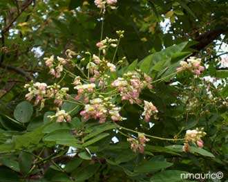 Sophora japonica 'Pubescens'
