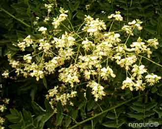 Sophora japonica
