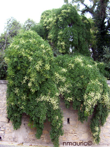 Sophora japonica 'Pendula'