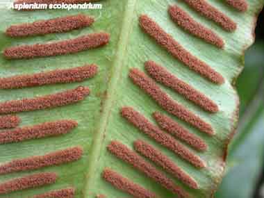 Asplenium scolopendrium