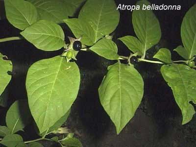 atropa belladonna 