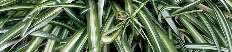 Chlorophytum variegatum