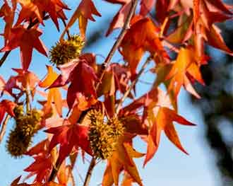 liquidambar styraciflua