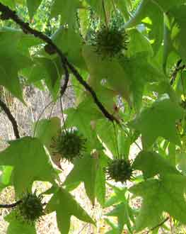 Liquidambar styraciflua fruits