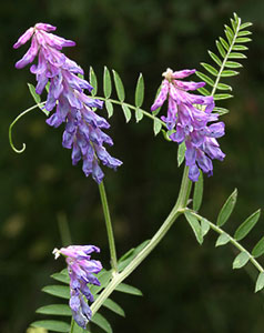 Vicia cracca