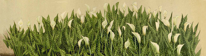 Zantedeschia albomaculata dans volume 20 Flore des serres et des jardins de l'Europe' de Louis van Houtte