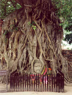 Ficus' benghalensis