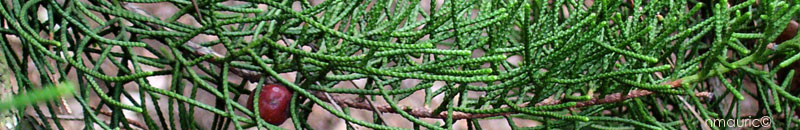 Juniperus phoenicea
