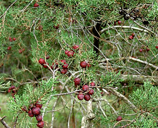 Juniperus phoenicea