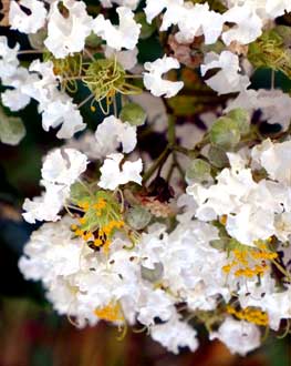 Lagerstroemia indica 'Natchez'