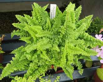 Nephrolepis exaltata 'Todeoides'