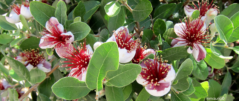 Acca sellowiana
