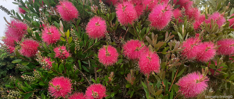 Callistemon viminalis