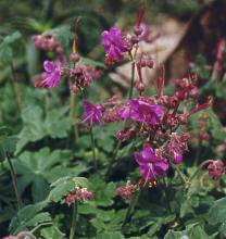  geranium macrorrhizum