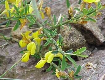 Genista pilosa