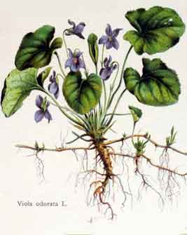 Viola odorata