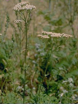 achillea 'Tagettea'