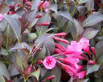Weigela x Carnaval