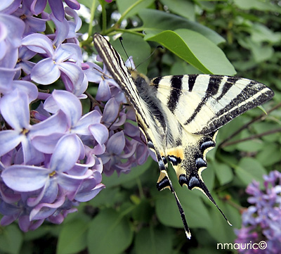 Papilio machaon sur Syringa vulgaris