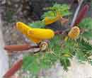 Acacia de Collins, Acacia collinsii 