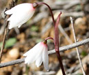Nivole d'automne - Acis autumnalis