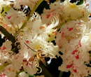 Aesculus hippocastanum - Marronnier d'Inde