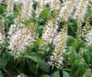 Pavier blanc - Aesculus parviflora