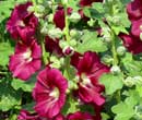 Alcea rosea -  Rose trmire