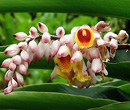Alpinia purpurata