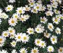 Anthemis frutescens - Marguerite des Canaries