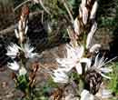 Asphodelus albuspus - Asphodle blanc
