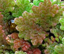 Azolla caroliniana