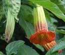 Brugmansia sanguinea