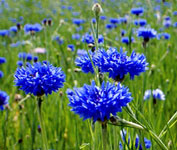 Centaurea cyanus- Bleuet