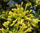 Cestrum nocturnum - Galant de nuit