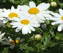 Chrysanthemum paludosum - Chrysanthme des marais