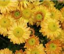 Chrysanthemum indicum 