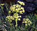 Crithmum maritimum - Criste-Marine
