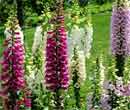 Digitalis purprea 