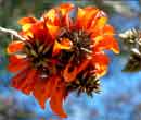 Erythrina caffra