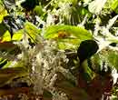 Fallopia japonica - Renoue du Japon