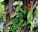 Ficus pumila - Figuier rampant