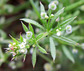 Galium odoratum - Asprule odorante, Th suisse