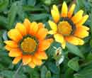 Gazania splendens