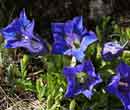 Gentiana acaulis - Gentiane acaule 