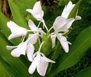 Hedychium coronarium -  Gingembre papillon