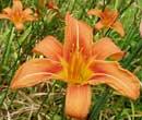 Hemerocallis fulva