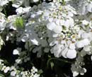 Iberis sempervirens, Corbeille d'argent