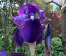 Iris barbus - Iris des jardins