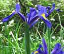 Iris hollandica - Iris de Hollande